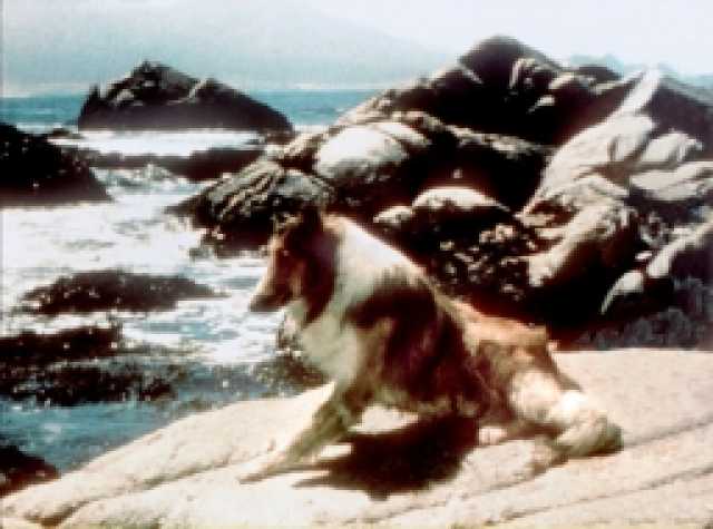 Szenenfoto aus dem Film 'Torna a casa, Lassie' © Production 